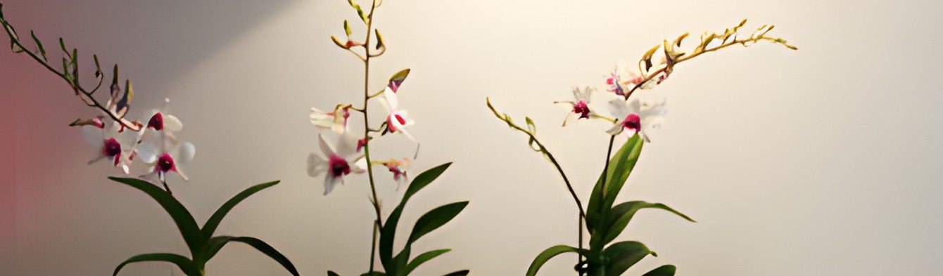 Orchids in the waiting area